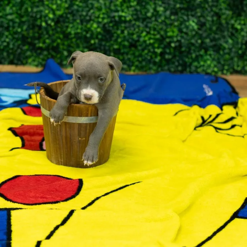 A baby small-sized female Gray / Blue / Silver Pit Bull Terrier dog named Geneva for adoption in East Saint Louis, IL