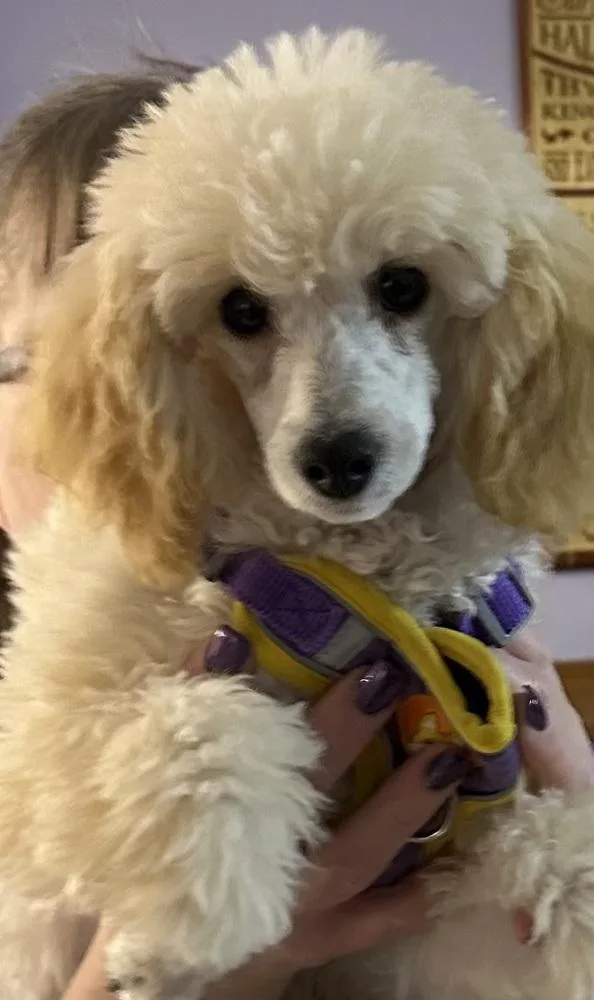 A baby small-sized male White / Cream Poodle dog named Poodle Miniature Roscoe for adoption in Omaha, NE