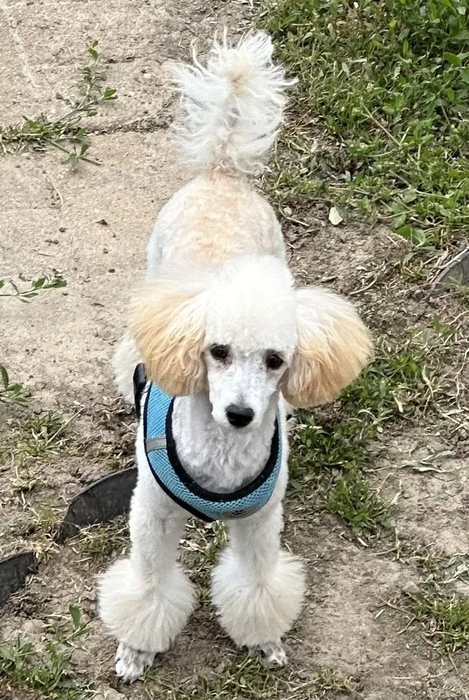 Poodle Miniature  Roscoe thumbnail 2