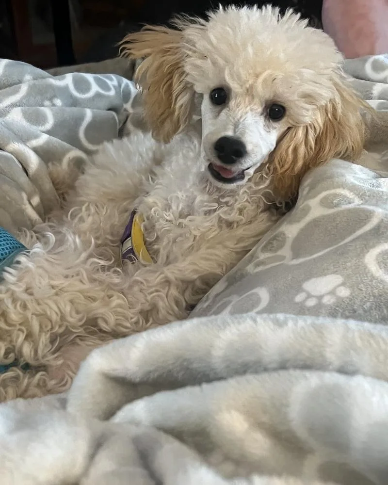 Poodle Miniature  Roscoe thumbnail 3