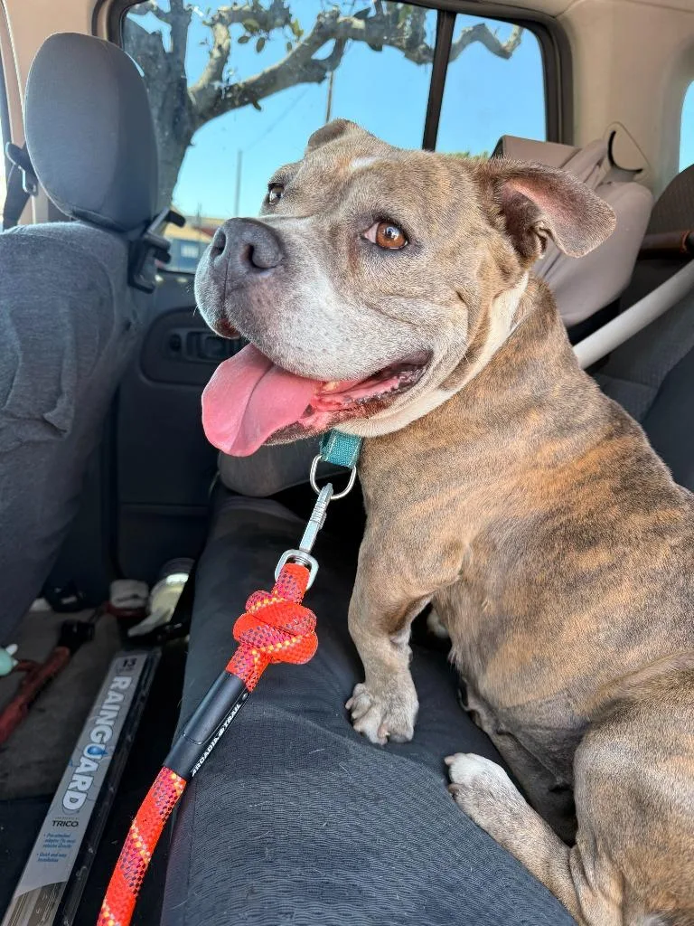 An adult medium-sized female Mixed Breed dog named Rebecca Downey for adoption in San Pedro, CA