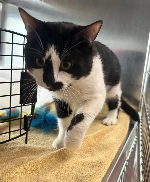 An adult medium-sized male Domestic Short Hair cat named Rory for adoption in Stratham, NH