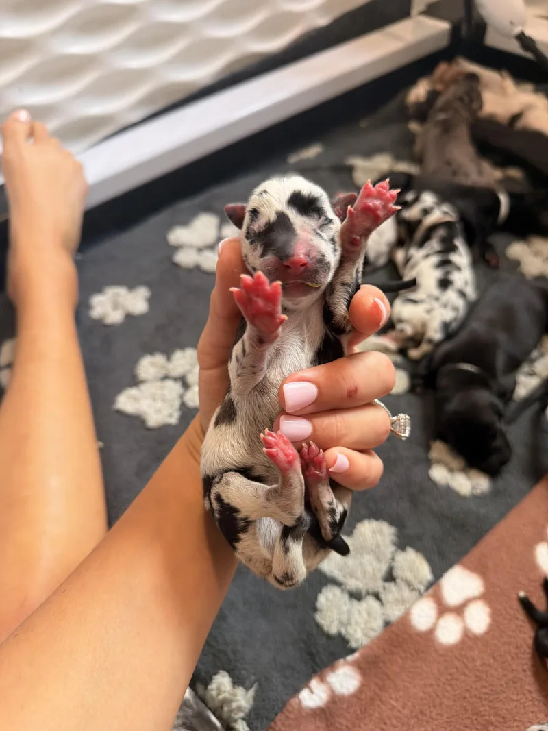 A baby small-sized male White / Cream Great Dane dog named Tuffy Black for adoption in Long Beach, CA