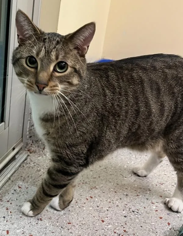 An adult large-sized male Domestic Short Hair cat named Riley for adoption in Stratham, NH
