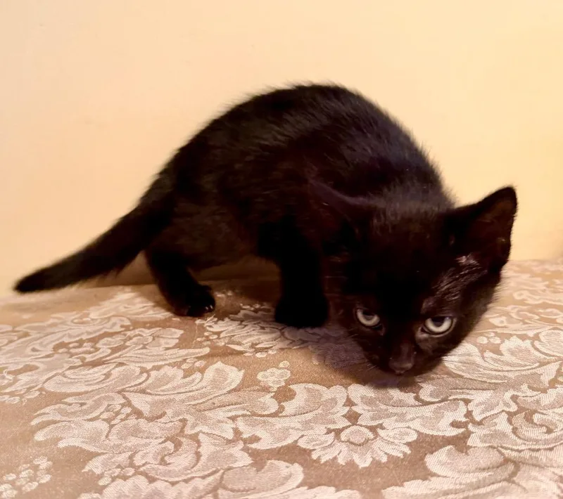 A baby medium-sized female Domestic Short Hair cat named Abigail for adoption in New York, NY