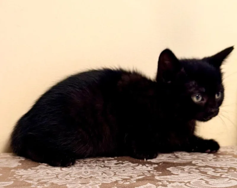 Abigail thumbnail 3