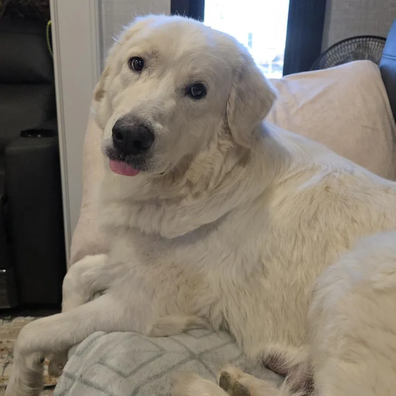An adult large-sized female White / Cream Great Pyrenees dog named Nonna for adoption in Flagstaff, AZ