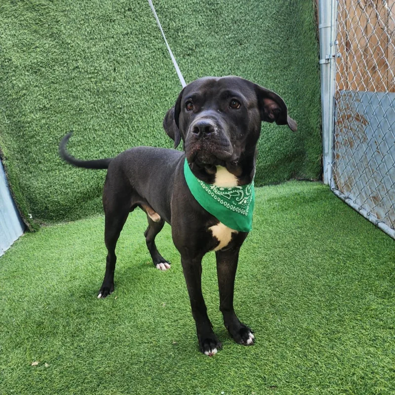 Babe Ruth thumbnail 3