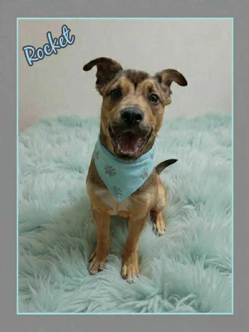 A young medium-sized male Bicolor German Shepherd Dog dog named Rocket for adoption in Grove, OK