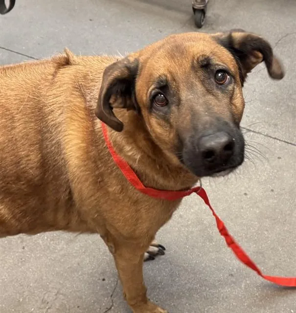 An adult large-sized male Rhodesian Ridgeback dog named Bruno for adoption in Tucson, AZ