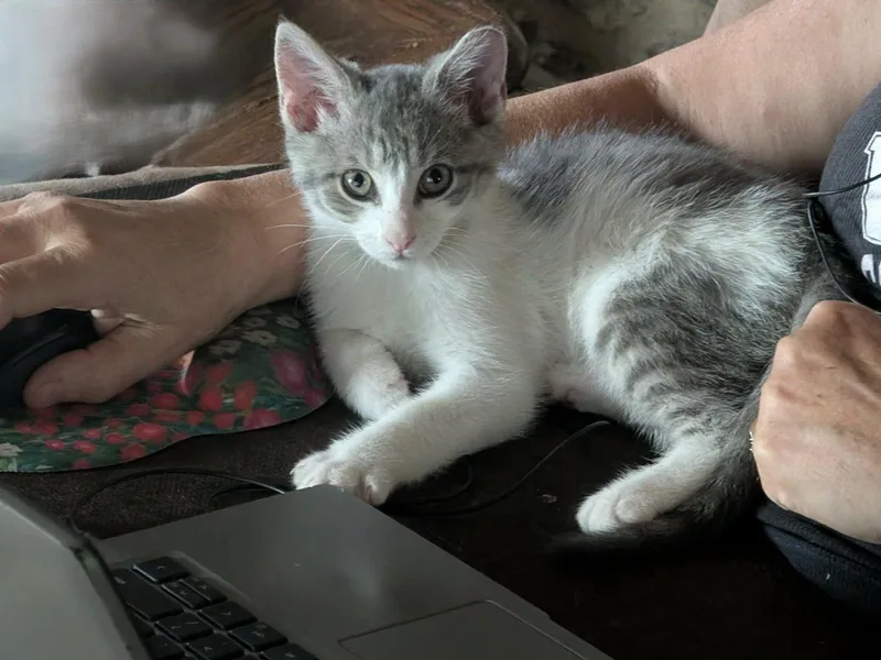 A baby medium-sized male Gray & White Domestic Short Hair cat named Clyde for adoption in Broomall, PA