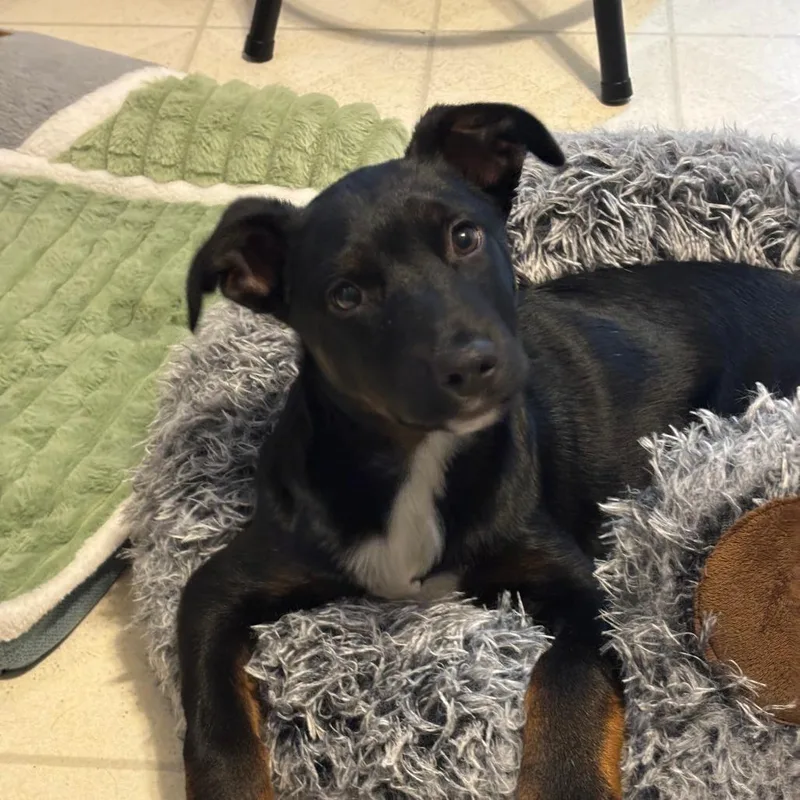 Rico Suave thumbnail 4