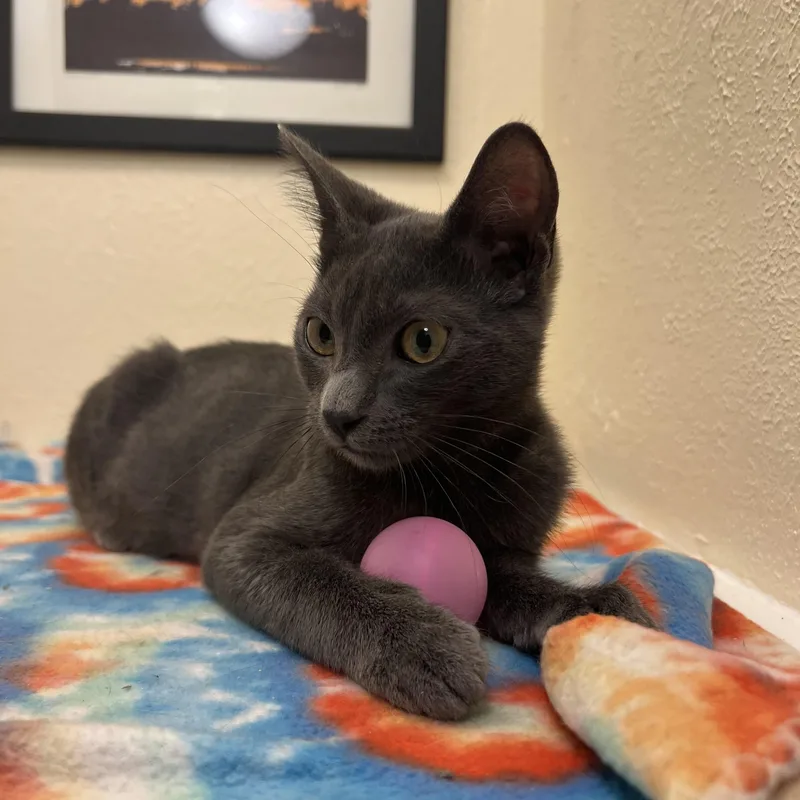 A baby small-sized male Gray / Blue / Silver Korat cat named Tiny Tim mini for adoption in The Dalles, OR