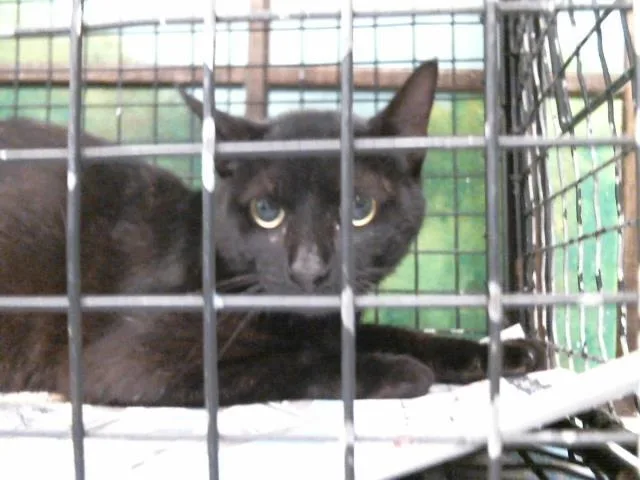 An adult small-sized male Domestic Short Hair cat named Nick for adoption in Houston, TX
