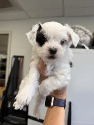A baby small-sized male Maltese dog named Hamm for adoption in Sacramento, CA