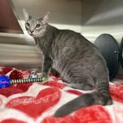 An adult large-sized male Domestic Short Hair cat named Milo for adoption in Bullhead City, AZ