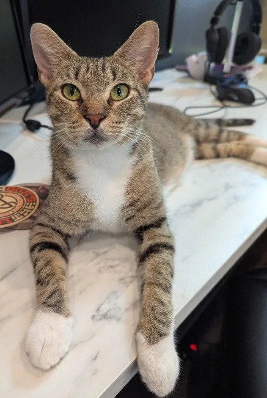 An adult medium-sized female Domestic Short Hair cat named Electra for adoption in Oviedo, FL
