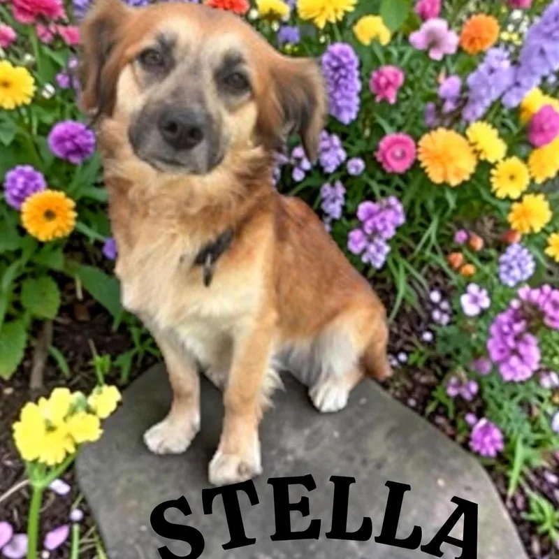 Stella