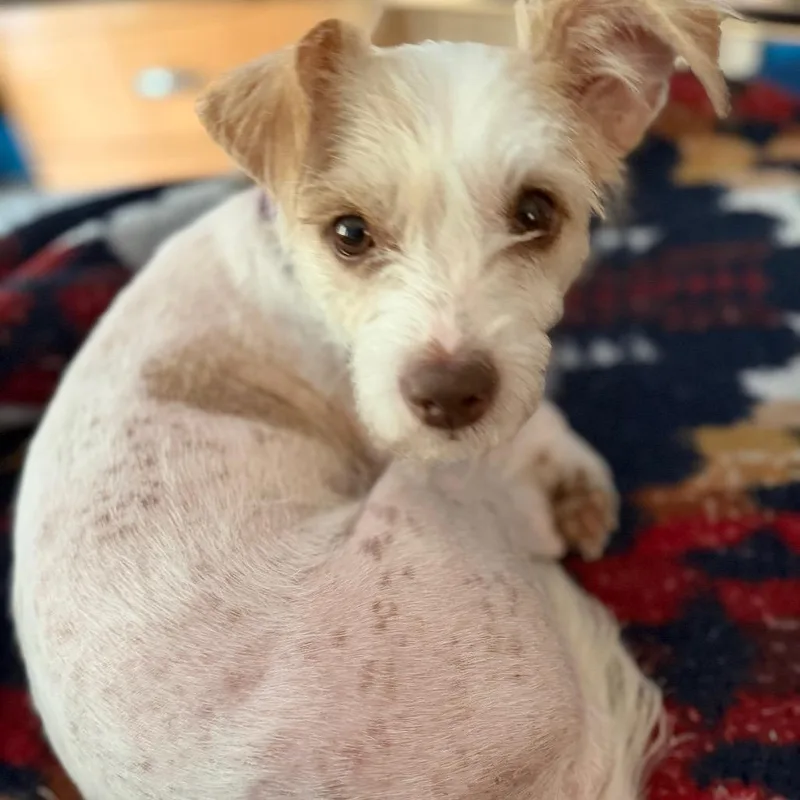An adult small-sized female White / Cream Terrier dog named Dolly for adoption in Kansas City, MO
