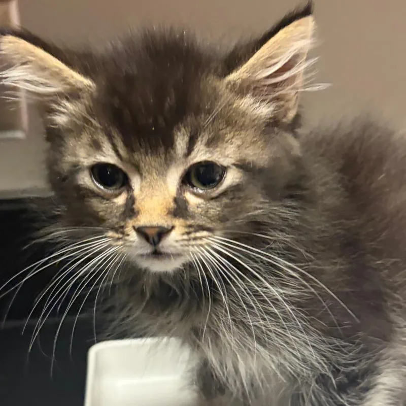 A baby small-sized male Black Domestic Short Hair cat named Matcha for adoption in Chattanooga, TN