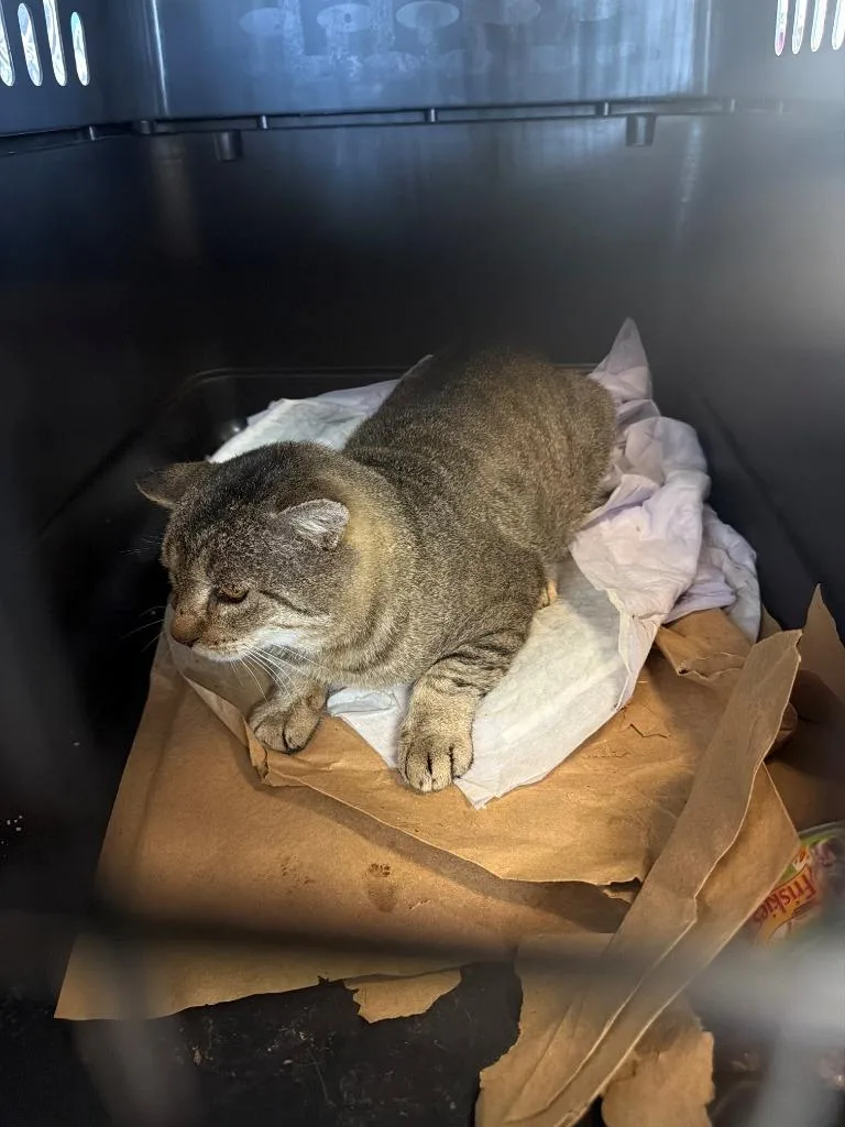 A young medium-sized male Domestic Short Hair cat named Fatboy for adoption in Moriarty, NM