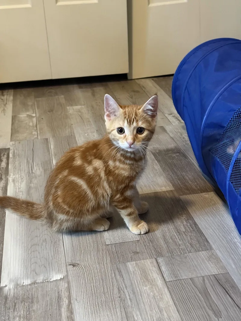 A baby medium-sized female Orange / Red Domestic Short Hair cat named Prada for adoption in Stewartsville, NJ