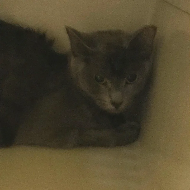 A young medium-sized female Gray / Blue / Silver Domestic Short Hair cat named Ronald McDonald FKA Shade for adoption in Philadelphia, PA