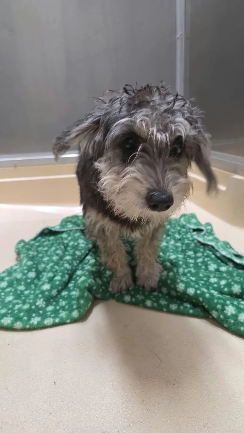 An adult medium-sized female Gray / Blue / Silver Dachshund dog named Shiloh for adoption in Burgaw, NC