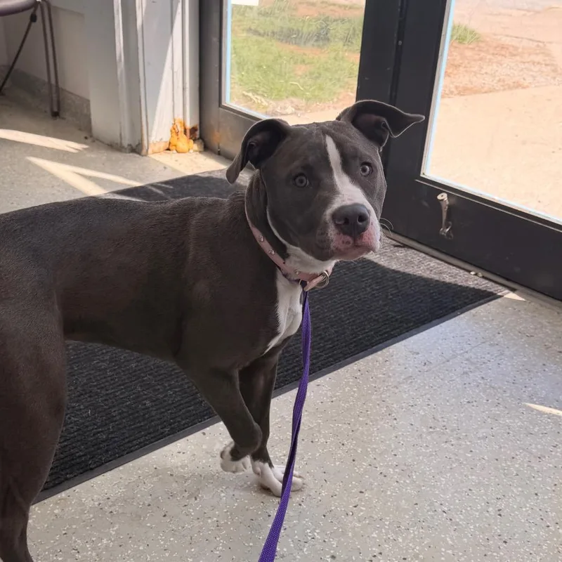 A young medium-sized female Gray / Blue / Silver Pit Bull Terrier dog named Scarlett for adoption in Indianapolis, IN