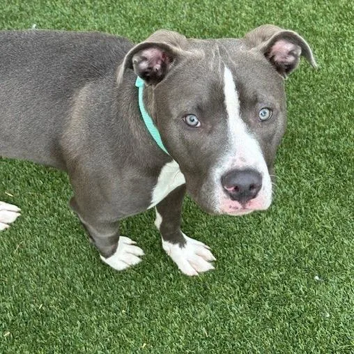 Scarlett thumbnail 2