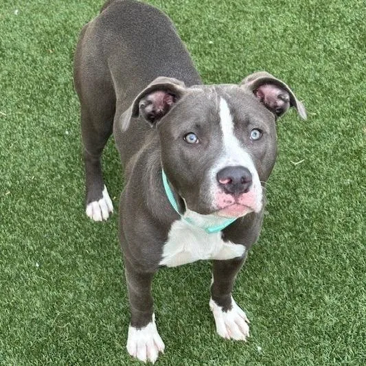 Scarlett thumbnail 3