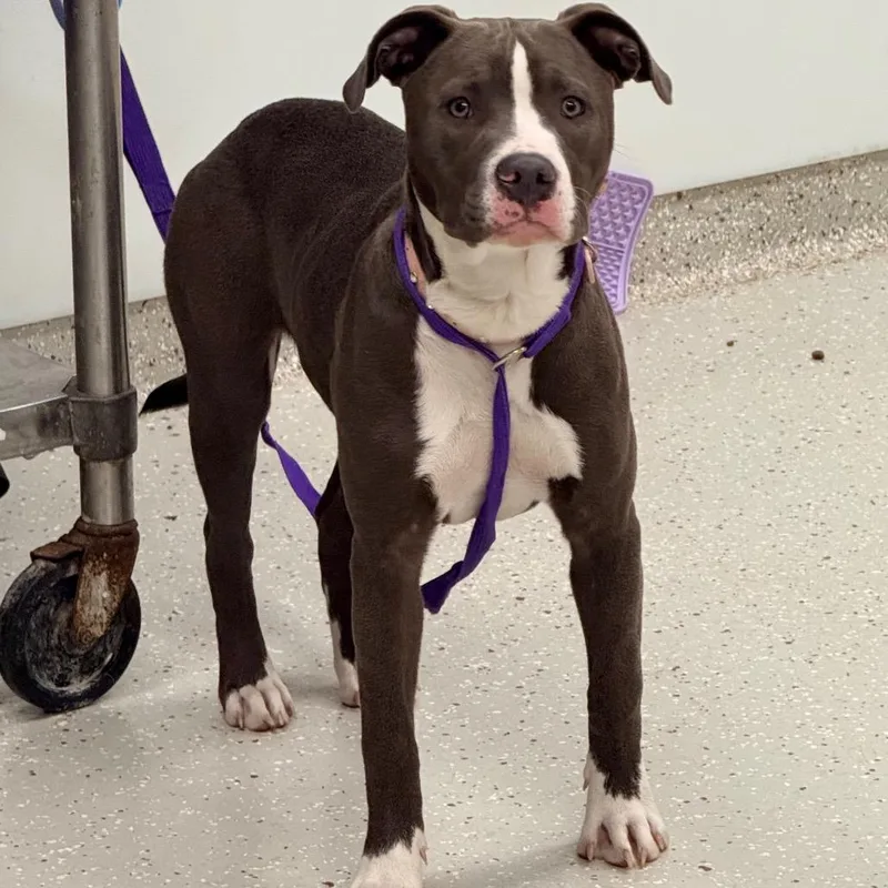 Scarlett thumbnail 4