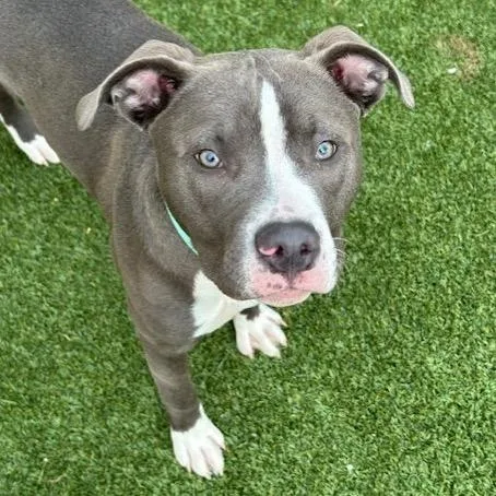 Scarlett thumbnail 5