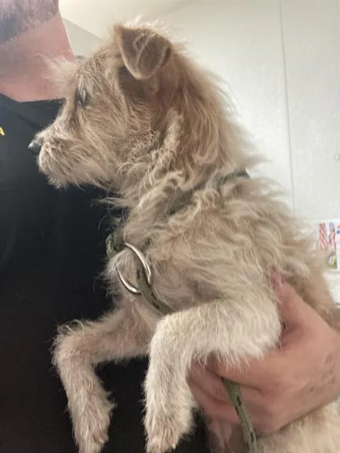 A young small-sized female Terrier dog named Katara for adoption in Bakersfield, CA