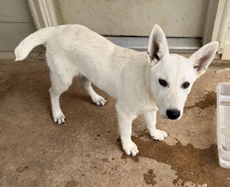 A young large-sized female White German Shepherd dog named Sophia for adoption in Londonderry, NH
