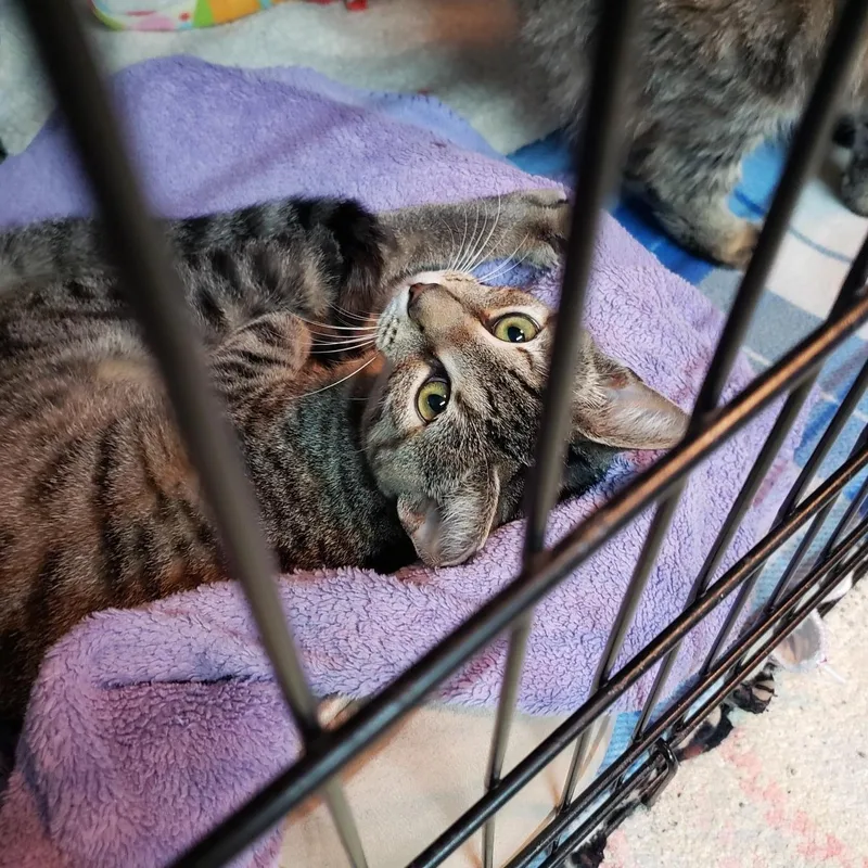 A young medium-sized female Tabby (Brown / Chocolate) American Shorthair cat named Bashful for adoption in Erwin, TN