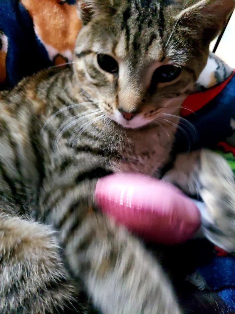 Bashful thumbnail 5