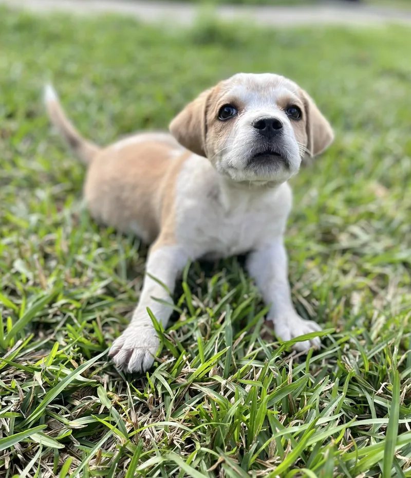 Beethoven thumbnail 2