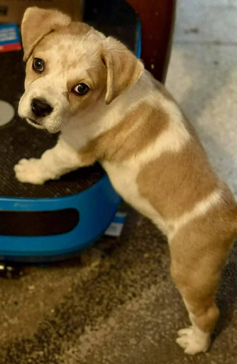 Beethoven thumbnail 3