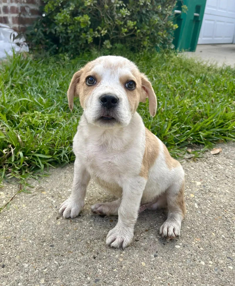 Beethoven thumbnail 4