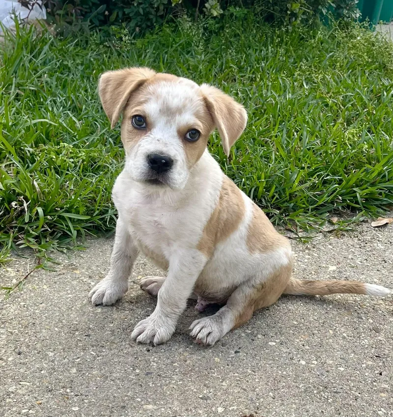 Beethoven thumbnail 5