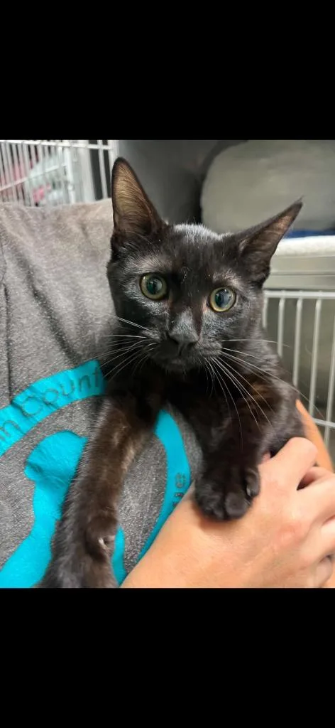 A baby medium-sized male Domestic Short Hair cat named Blaze for adoption in St. Albans, VT