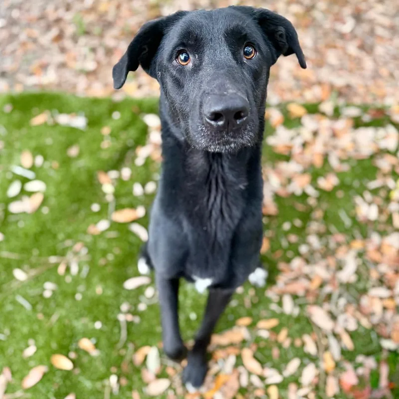 Humphrey thumbnail 2