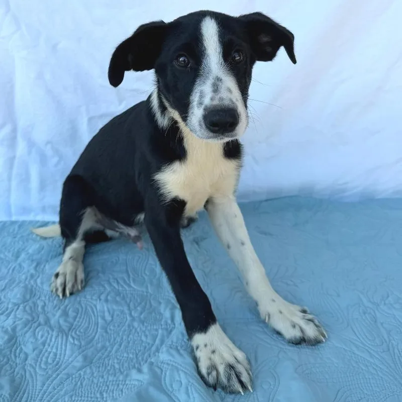 A baby small-sized male Black Mixed Breed dog named Wormtail for adoption in Buffalo, MN