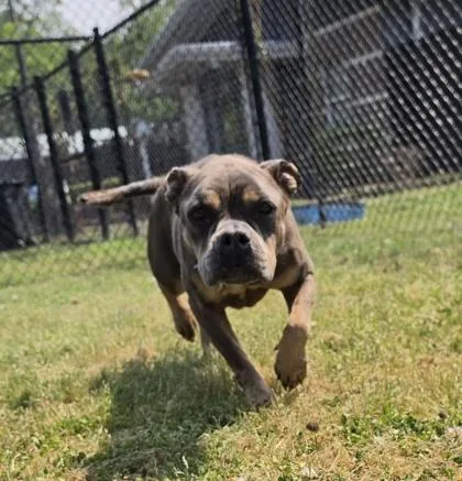 An adult medium-sized female French Bulldog dog named Tawny for adoption in Conway, SC