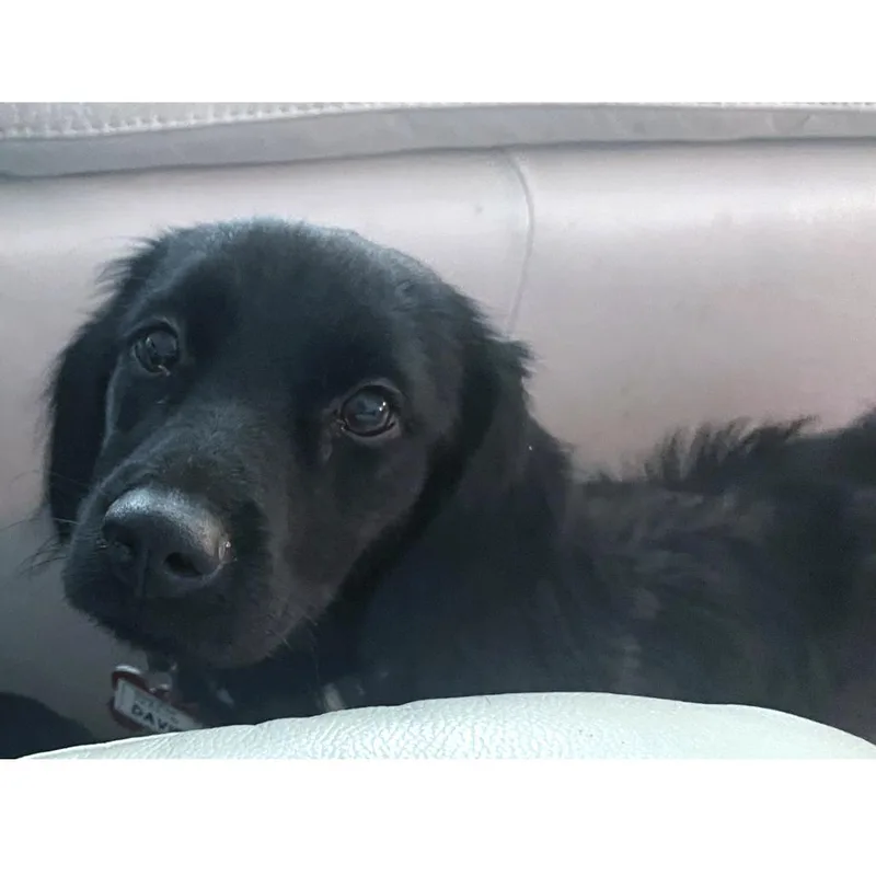 A young small-sized female Spaniel dog named Davies for adoption in Wake Forest, NC