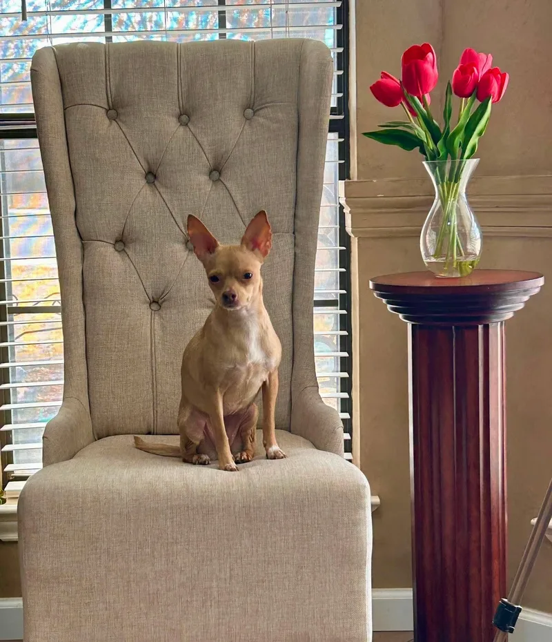An adult small-sized female Yellow / Tan / Blond / Fawn Chihuahua dog named Penny for adoption in Joliet, IL