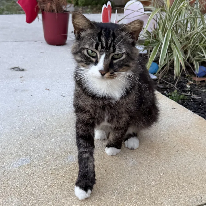 An adult medium-sized male Tabby (Buff / Tan / Fawn) Domestic Medium Hair cat named Sherman for adoption in Bonita Springs, FL