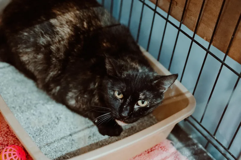 An adult medium-sized female Tortoiseshell cat named Fruit Loops for adoption in Le Mars, IA