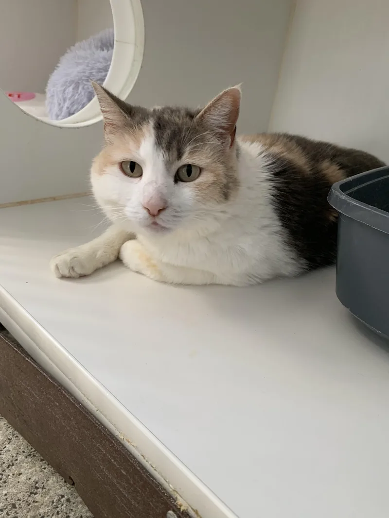 An adult large-sized female Dilute Calico Domestic Short Hair cat named Tulip for adoption in Grass Valley, CA